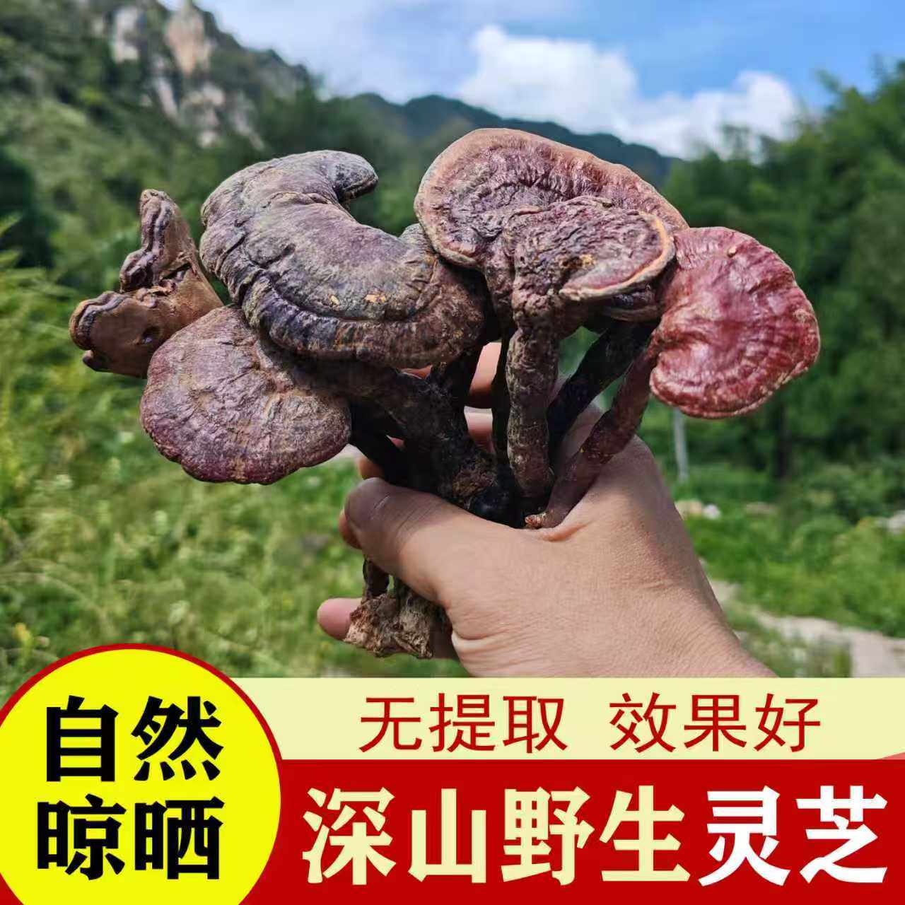 野生灵芝赤灵芝正品整枝干货片破壁孢子粉泡酒