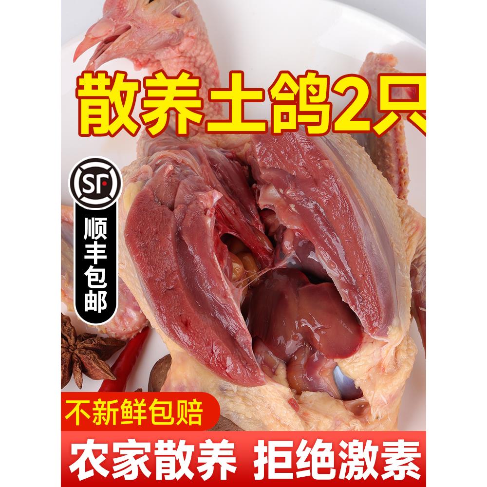 鸽子新鲜现杀炖汤农家散养2只非活老鸽子肉活物土鸽子肉乳鸽生鲜