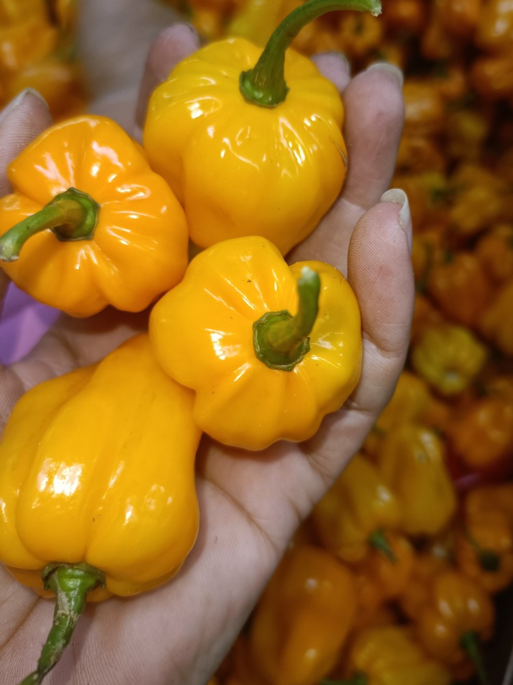 海南三亚发货 特辣 现摘 海南新鲜黄灯笼椒黄辣椒魔鬼辣椒变态辣