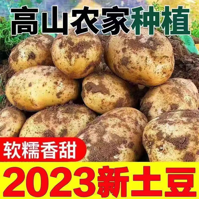 现挖土豆新鲜5斤当季2023蔬菜洋芋黄皮黄心大土豆马铃薯10斤包邮 水产肉类/新鲜蔬果/熟食 土豆 原图主图