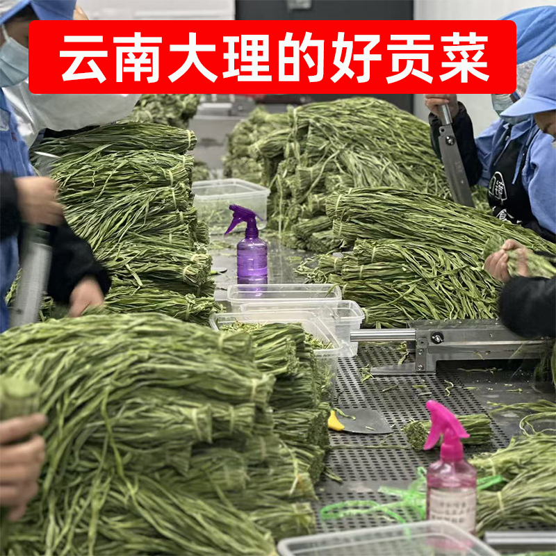 云南大理精选好贡菜500g贡菜干农家自晒干苔菜非莴笋火锅凉菜食材