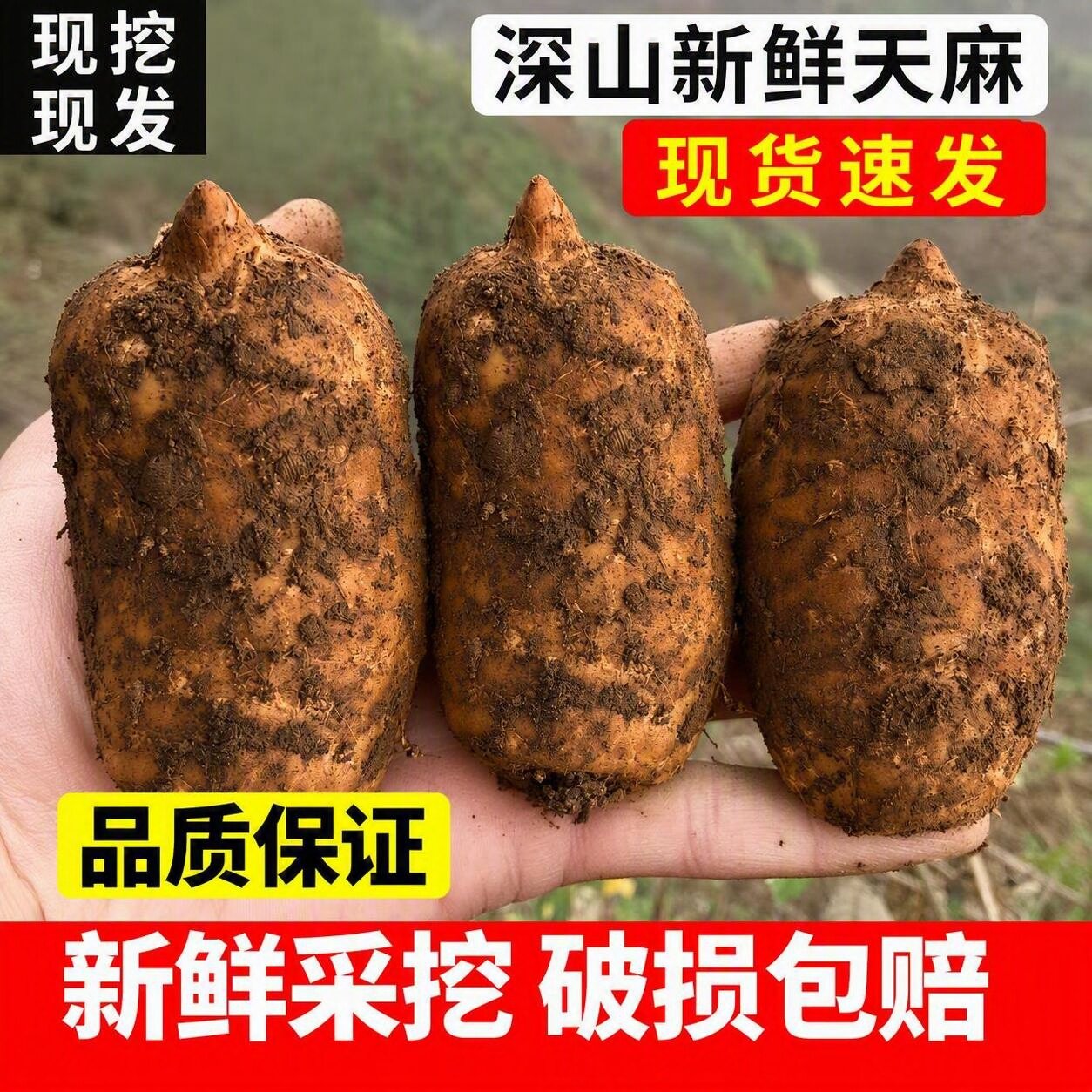 新鲜天麻正宗小草坝天麻云南昭通仿野生天麻中药材正品煲汤送礼