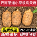 云南昭通新鲜天麻正宗小草坝仿野生特级天麻新鲜中药材正品