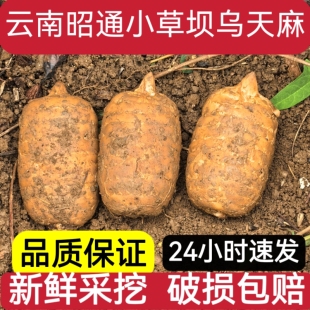 云南昭通新鲜天麻正宗小草坝仿野生特级天麻新鲜中药材正品