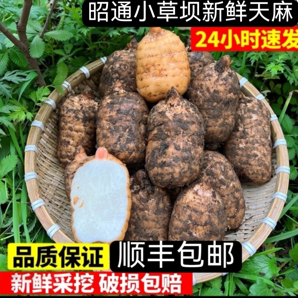 新鲜天麻正宗小草坝天麻云南昭通仿野生天麻中药材正品煲汤送礼