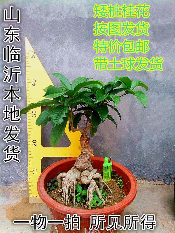 流苏嫁接提根桂花盆景一物一拍金桂四季桂丹桂朱砂日香桂天香台阁