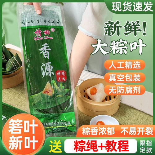 新鲜粽叶包粽子的叶子大号