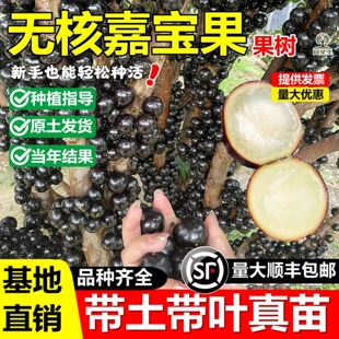 无核嘉宝果树苗四季沙巴艾斯卡台湾树葡萄苗盆地栽南北方当年结果