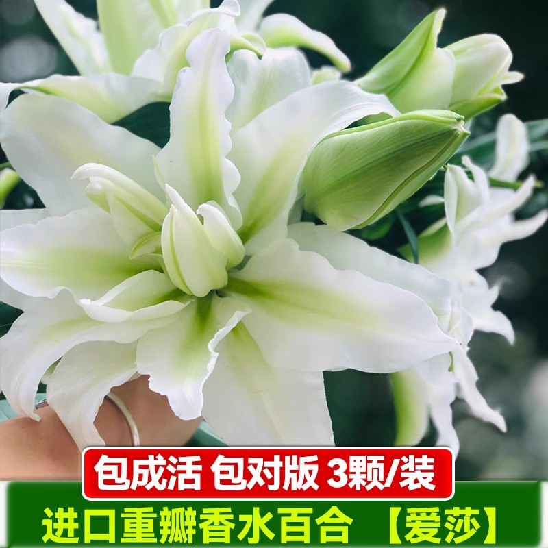 香水百合种球进口带芽盆栽花卉室内室外好养易活四季开花浓香植物