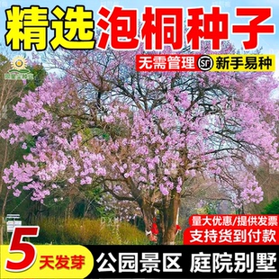 泡桐树种子轻型木质木材树木白花大果泡桐空桐树工程绿化新采种籽