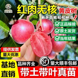 新品红皮红肉黄皮嫁接果树苗黑金刚贵妃冰糖纯甜黄皮果苗当年结果
