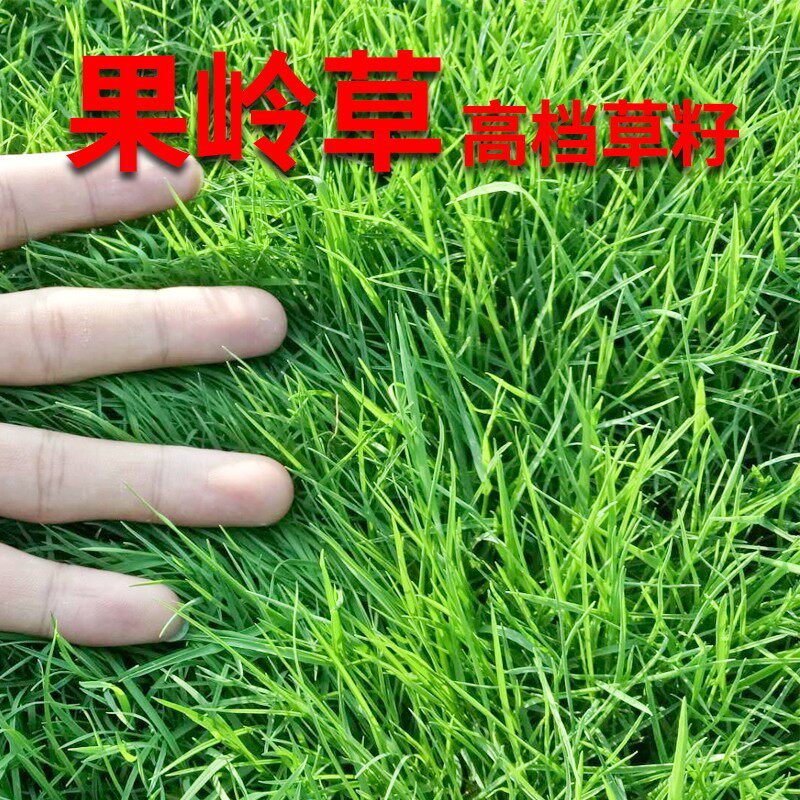 果岭草种子 庭院高尔夫球场专用草坪草籽 耐寒耐践踏四季常青
