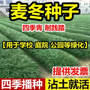 麦冬草种子玉龙草细叶宽叶日本矮麦冬草庭院绿化四季青金边麦冬籽