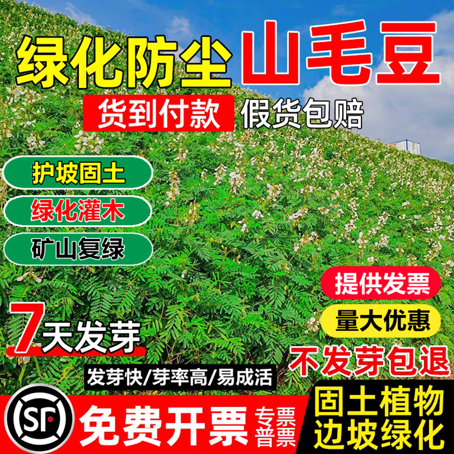 山毛豆种子护坡固土荒山地造林灌木草籽白灰毛豆道路绿化野草种孑