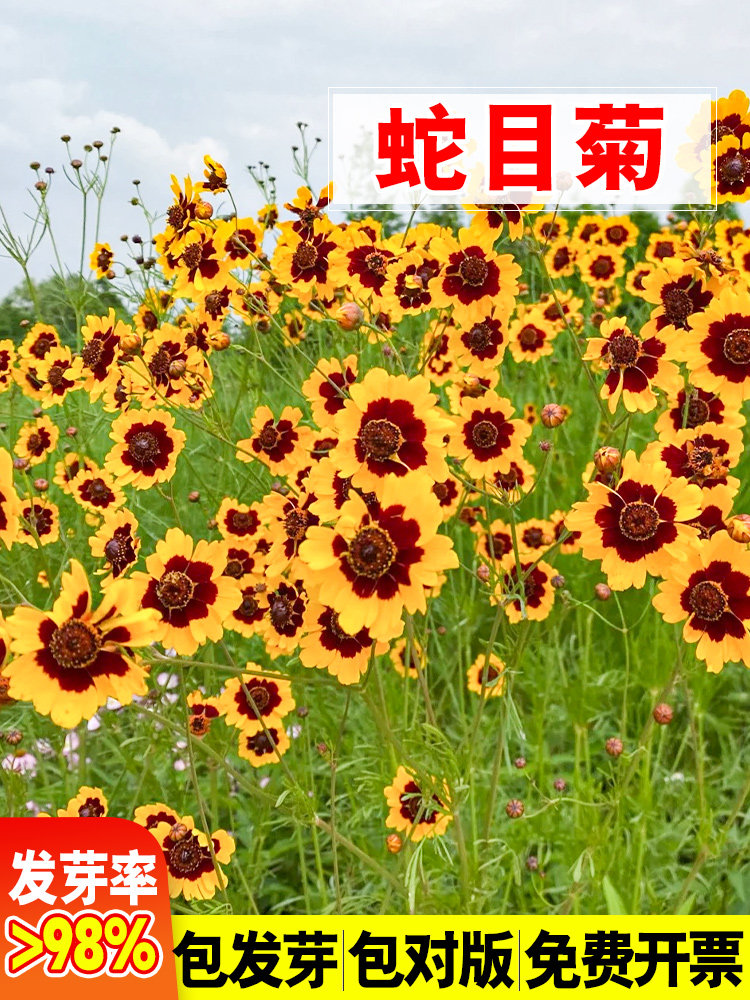 蛇目菊种子两色金鸡菊金钱菊四季播种花海绿化花卉种籽孑庭院盆栽