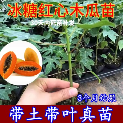 木瓜苗树南方矮化高产雷州冰