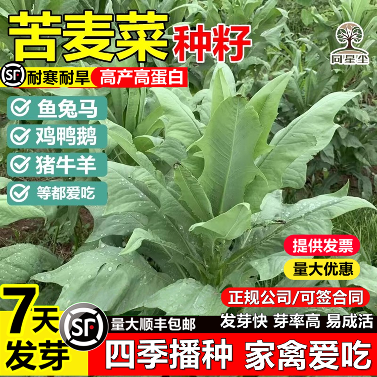 苦麦菜种子多年生高产牧草四季养殖鱼苦麻菜鸡鸭草猪兔鹅苦荬菜籽