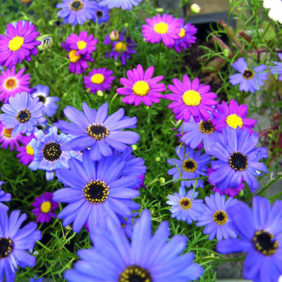 秋播室外花卉易种耐热五色菊花种子开花不断易活花籽庭院耐旱花草