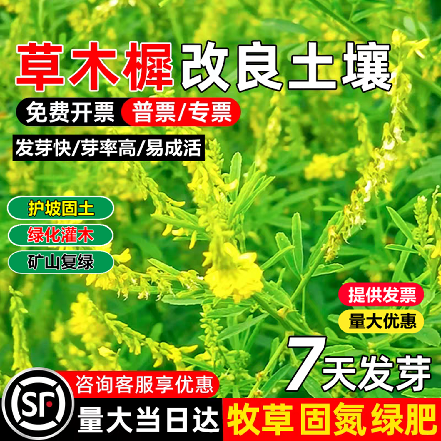 草木樨种子籽四季播种多年生灌木