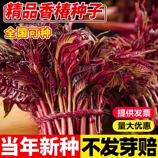 香椿籽种籽红油四季香椿树苗芽种孑水培种植树种嫩芽四川云南香椿