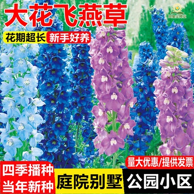 大花飞燕草大花苗盆栽耐寒庭院室外花草秋季翠雀易活花种子花籽子