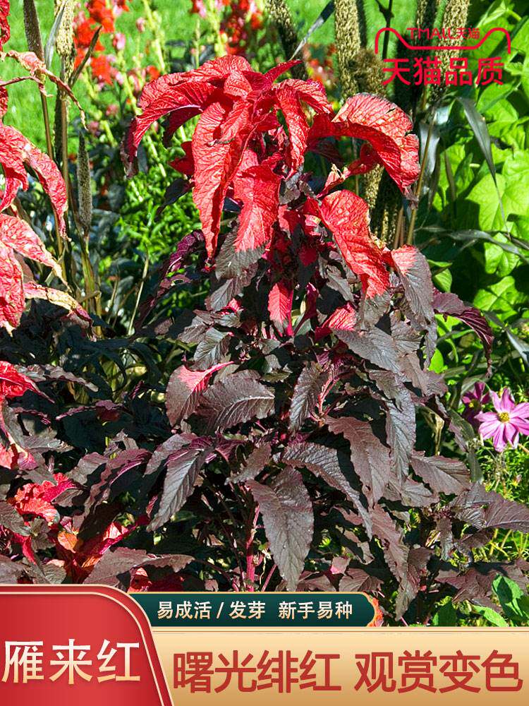 雁来红种子四季观叶植物花卉种籽老来少叶鸡冠老少年向阳红老来红
