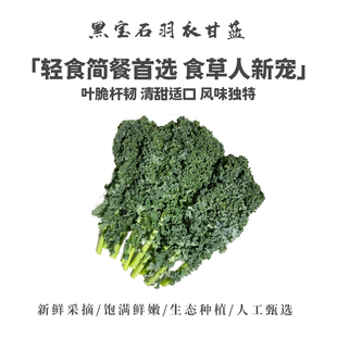 新鲜黑宝石羽衣甘蓝皱叶甘蓝皱叶菜生吃榨汁蔬菜沙拉摆盘菜200g