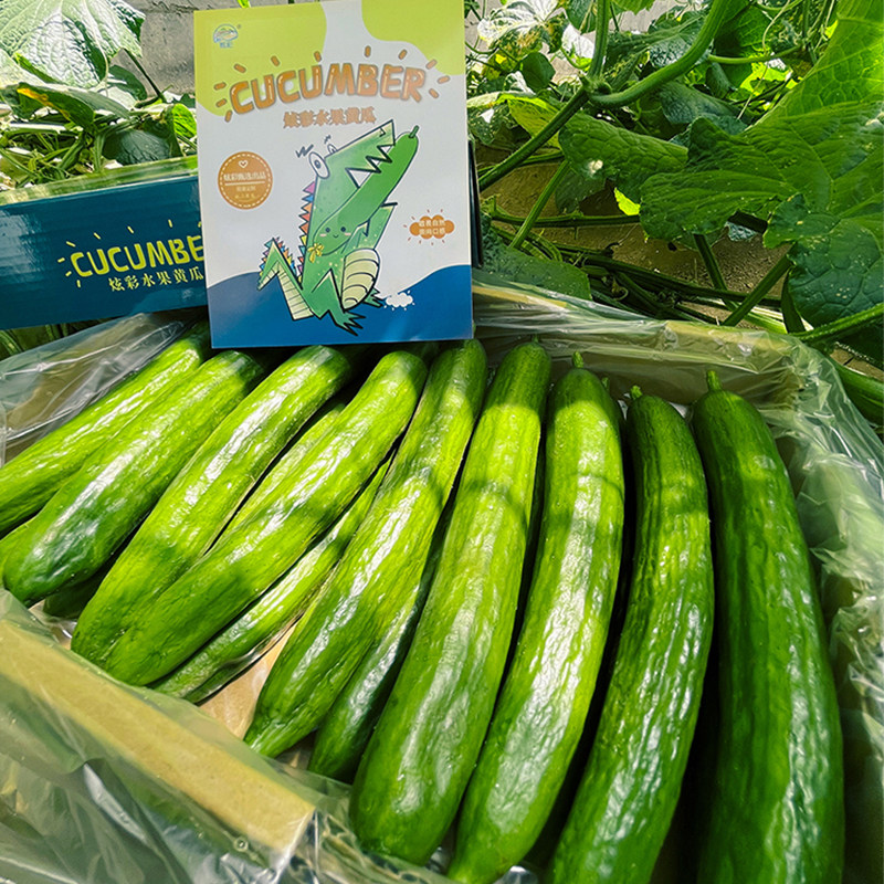 水果黄瓜新鲜现摘生吃脆嫩无刺小青瓜自然熟黄瓜礼盒装顺丰包邮
