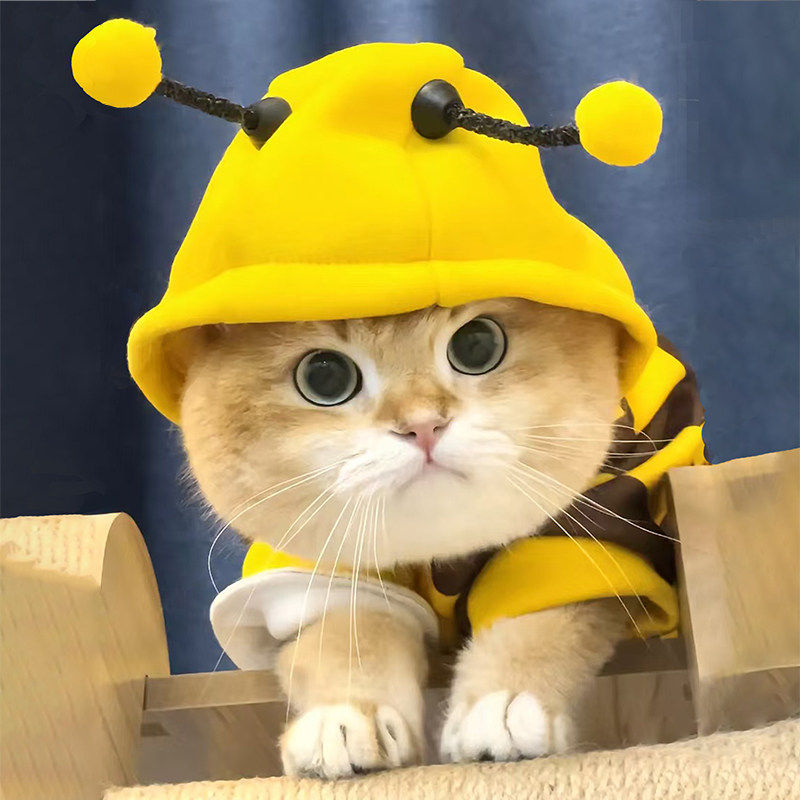 猫咪衣服春秋装可爱小蜜蜂卫衣金渐层布偶幼猫宠物狗狗保暖防掉毛