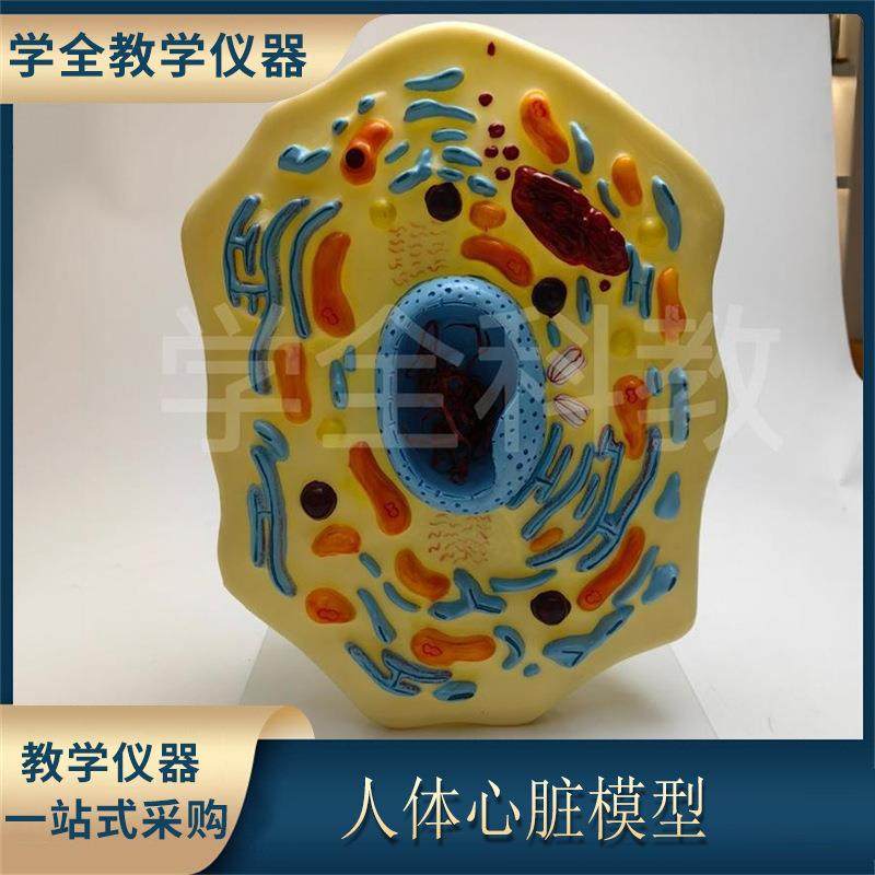 植物细胞模型 显微结构 解剖模型 细胞膜 细胞质 细胞核 线粒体