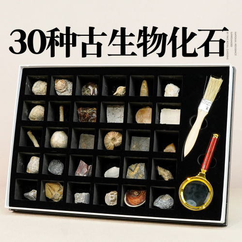 30种古生物化石标本礼盒儿童科教