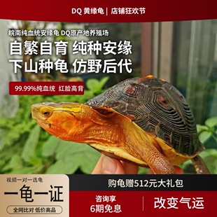 黄缘龟幼龟安缘龟苗闭壳高档宠物乌龟活体黄喉水龟箱龟黄喉半水龟