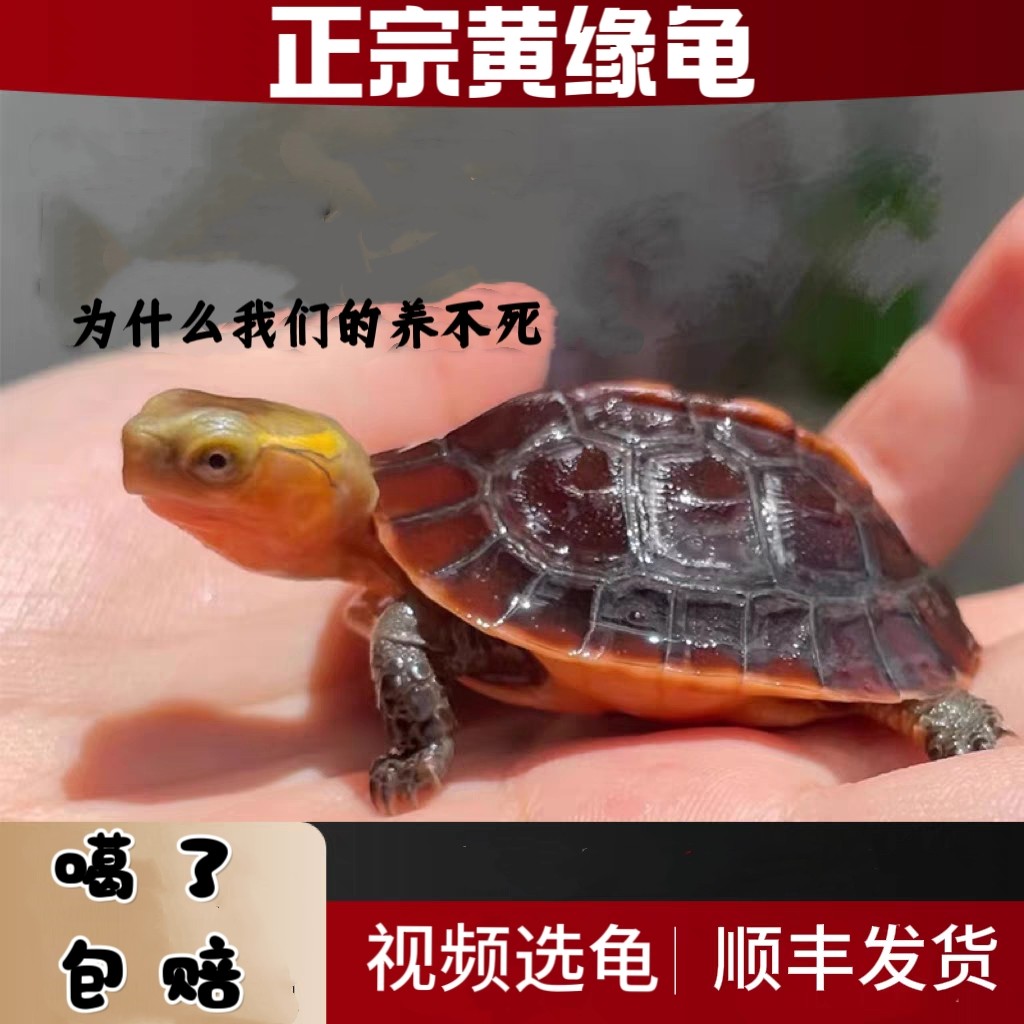安缘龟幼龟黄缘龟苗闭壳观赏宠物乌龟活体小青龟黄喉水龟金钱龟苗
