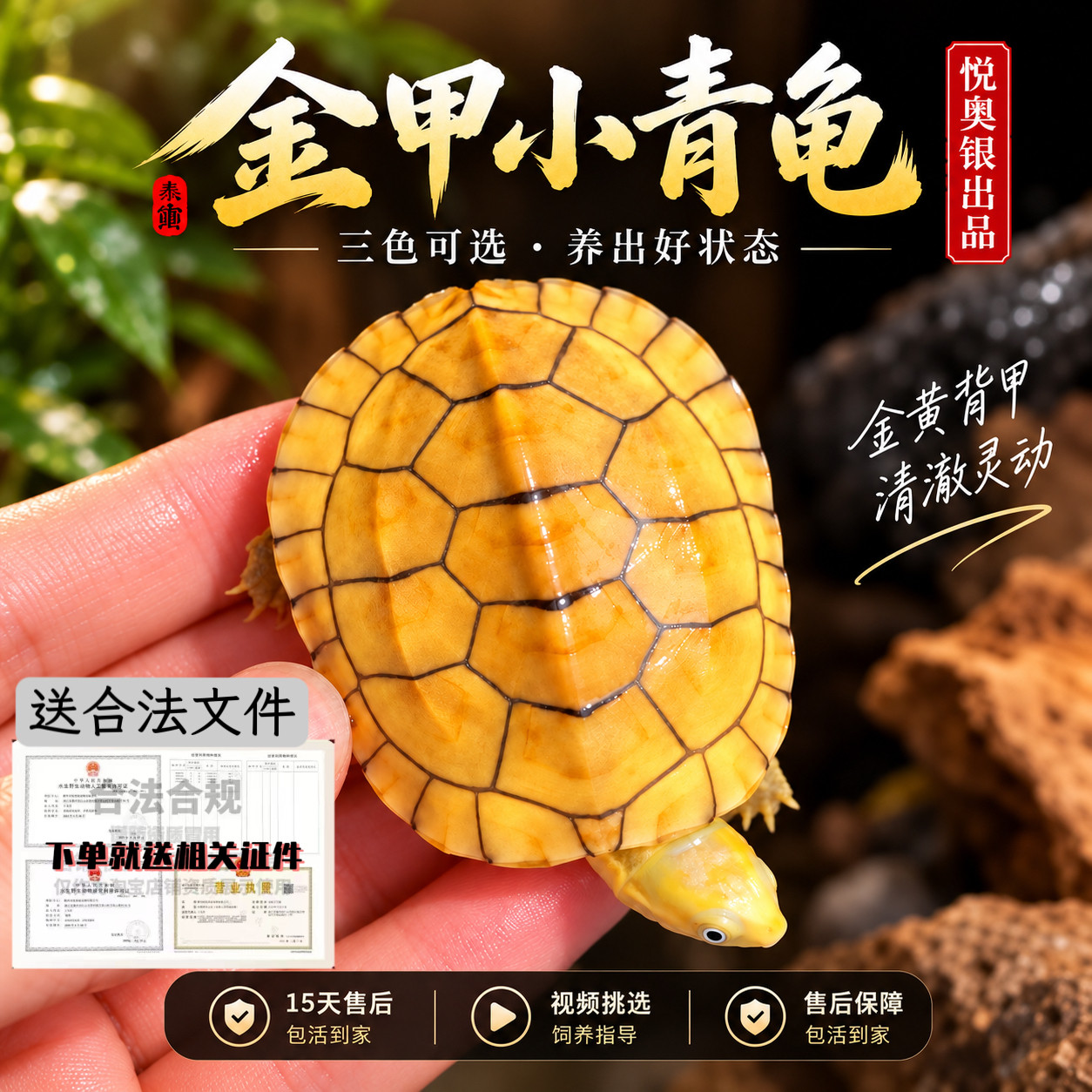 小青龟活体幼龟家养观赏水龟新手好养宠物乌龟三色可选视频挑选