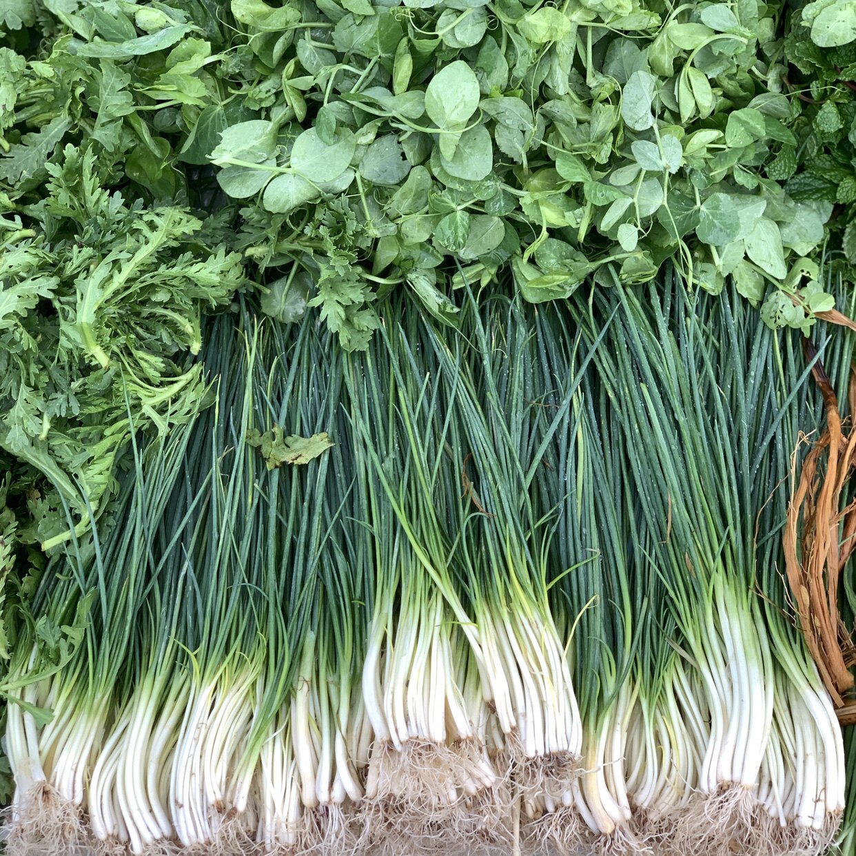 新鲜小香葱贵州农家肥露天自种调料小分葱绿色野葱四季香葱花蘸水
