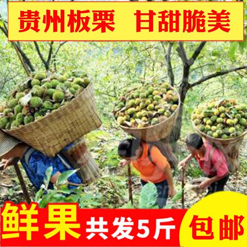 贵州深山，老树板栗，新鲜下树