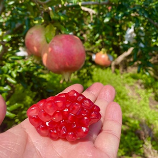 突尼斯软籽石榴新鲜现摘送礼甄选四川会理红宝石软籽石榴爆汁甜果