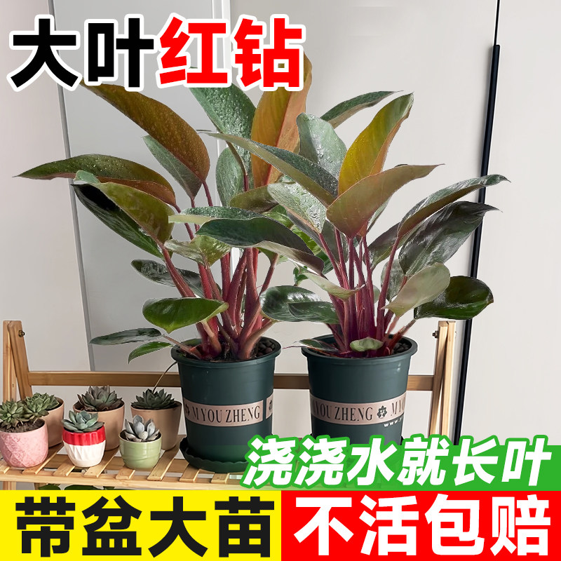红钻大叶红金钻盆栽室内植物蔓绿绒客厅绿植好养活四季办公室花卉