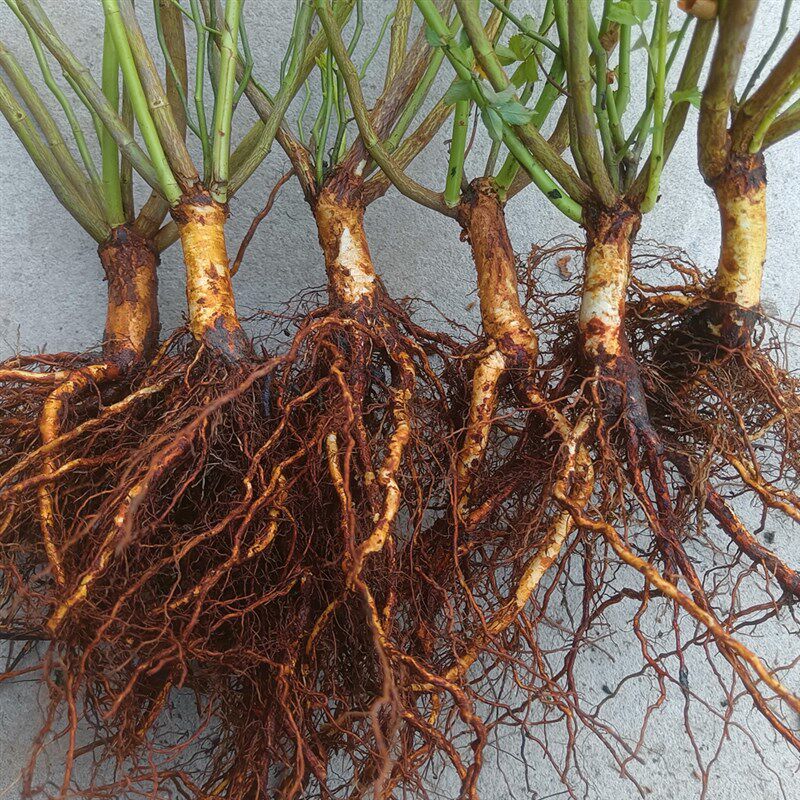 夏琳花园 实生蔷薇根 裸根发货实生播种无刺蔷薇供月季嫁接砧木