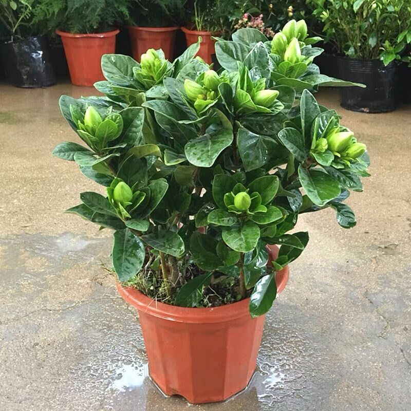 大花浓香牡丹栀子花大小叶四季开枝子花阳台室内盆栽花卉绿植物