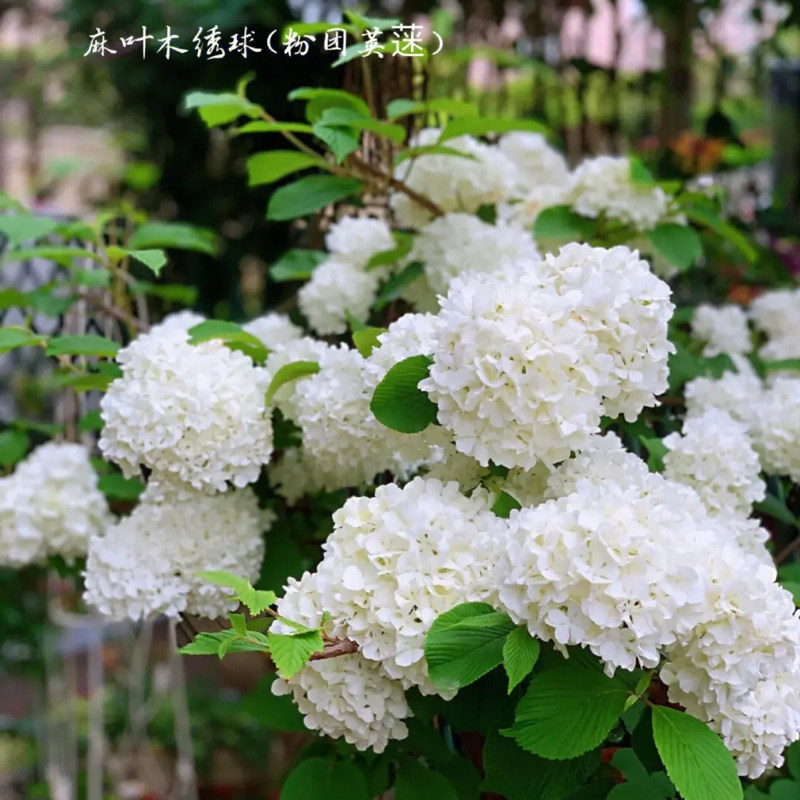 麻球粉团荚蒾麻叶木绣球木本绣球耐寒耐晒庭院树苗风景树工程绿化