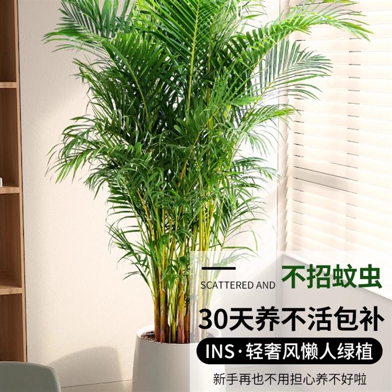 散尾葵凤尾竹落地大盆栽绿植客厅室内阳台商场花园庭院装饰大摆件