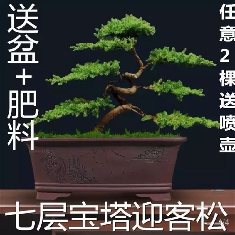 迎客松盆景真树罗汉松盆景真树四季青植物松柏盆景地柏盆景耐寒