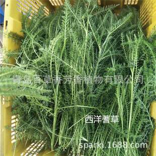 西洋蓍草新品采收 欧蓍草鲜叶西洋蓍草叶纯露提取原料基地直销