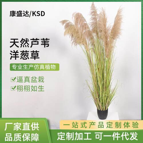天然芦苇洋葱草仿真芦苇草洋葱草秋色芦苇洋葱草家居装饰品