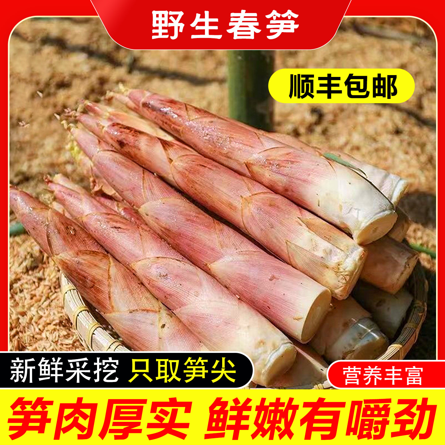 天目大竹笋新鲜蔬菜竹笋现挖现发当季时令农产品鲜笋竹笋笋尖