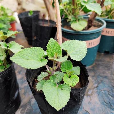 河南五香叶藿香苗老桩可食用植物盆栽蔬菜苗草种植鱼香霍香大茴香