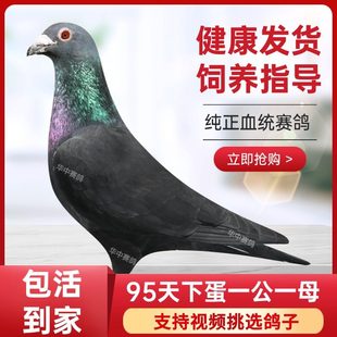 鸽子活一对观赏鸽信鸽赛鸽鸽子小鸽活物幼鸽活体原配种鸽血统