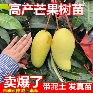芒果苗树特大金煌芒台农芒四季芒庭院阳台四季种植果树苗芒果树苖