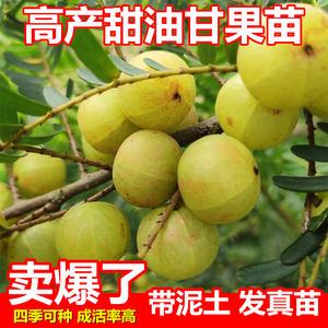 油甘果苗大果甜余甘果苗多季开花嫁接高产油牛甘子果树苗多季结果
